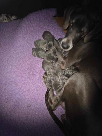 Image 2 of Beautiful big strong litter of Danes