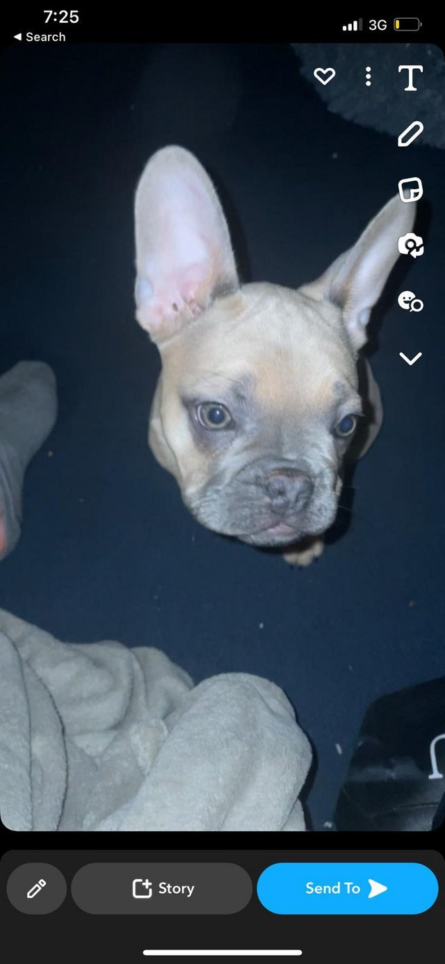 Preview of the first image of French Bulldog in Lilac colour.