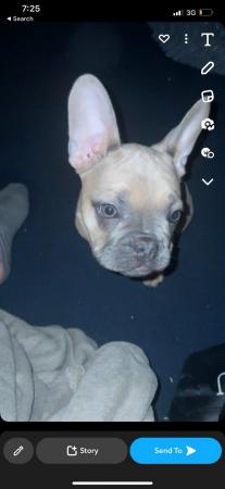 Image 1 of French Bulldog in Lilac colour