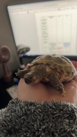 Image 4 of 2 year old horsefield tortoise full set up