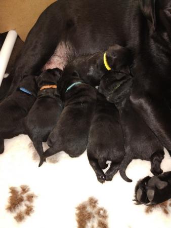 Image 9 of Working Labrador Retriever pups
