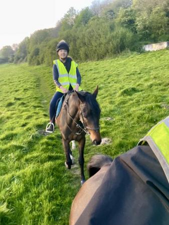 Image 3 of Pretty Bay gelding tb eligible for ror