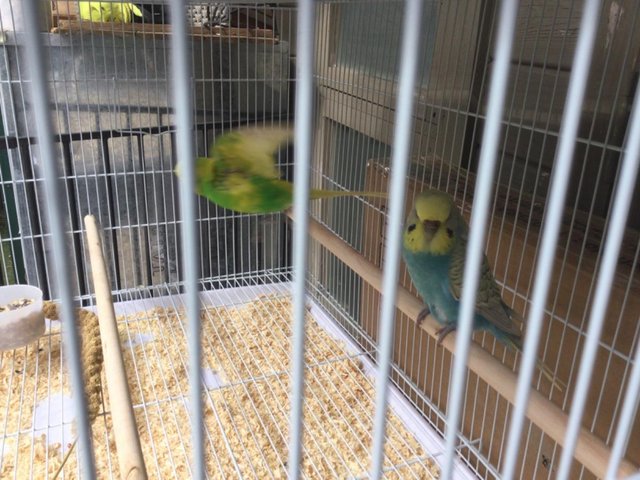 Preview of the first image of Pair of Budgies for sale.