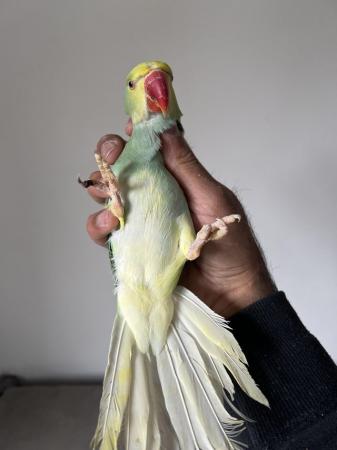 Image 7 of DNA Young Baby Cleartail Indian Ringneck talking parrots
