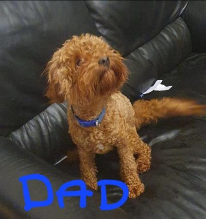 Image 4 of F1BB Cavapoo pups Red Apricot ready now