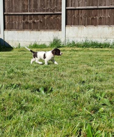 Image 9 of Champion line beautiful springer spaniels puppies