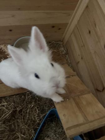 Image 3 of White and grey lion head bunny for sale
