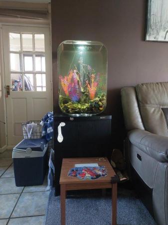 Image 2 of 60L Biord fish tank and fish and decor