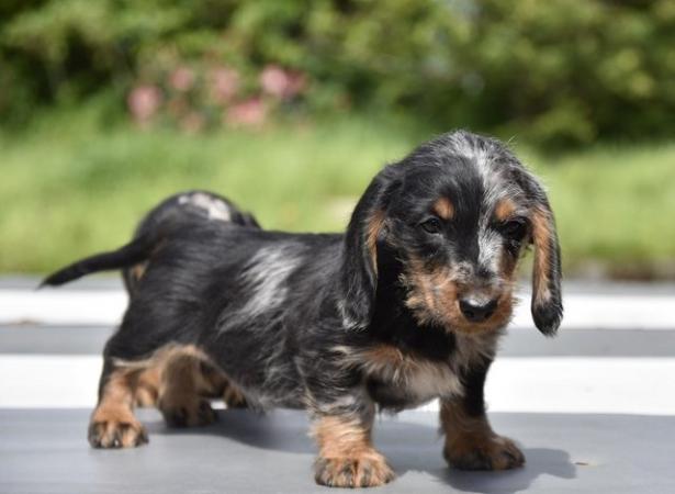 Image 1 of Fully vaccinated - Outstanding dachshund litter