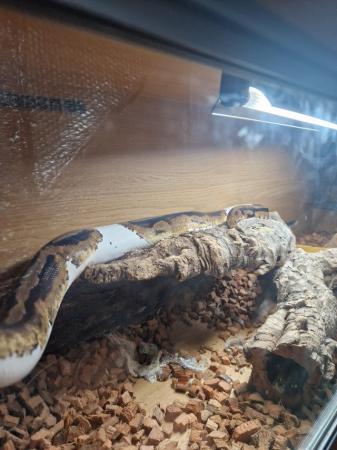 Image 2 of Male Pied royal python  for sale