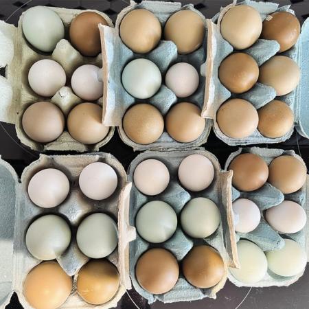 Image 3 of Hatching eggs, chicks, growers and pullets