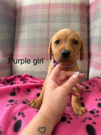 Image 8 of 6 beautiful red Labrador puppies for sale