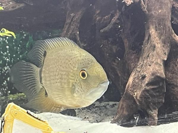 Image 5 of 2 severum for sale green and black