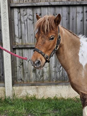 Image 6 of Shetland pony registered miniature shetland pony