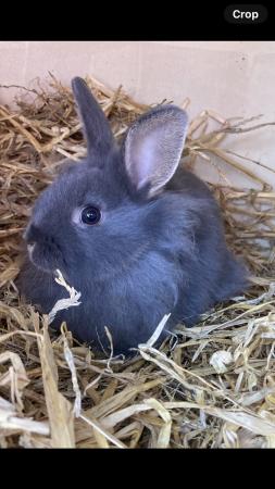 Image 3 of Lion head rabbits boys and girls available