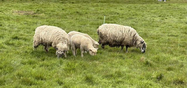Image 1 of Ewes with lambs at foot for sale
