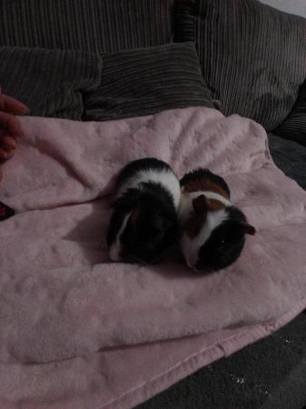 Image 3 of SOLD .....4 Baby guinea pigs available.