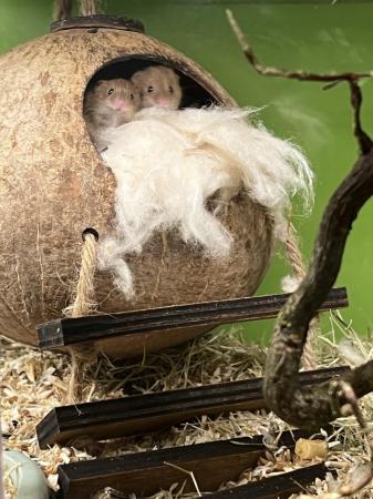 Image 2 of Harvest mice males - Hertfordshire