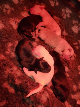 Image 2 of Working bred labrador puppies