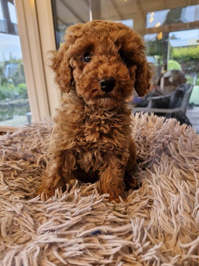 Preview of the first image of Red toy poodle male puppy.