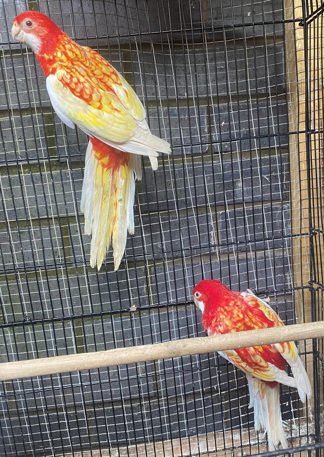 Preview of the first image of Rubino rosella breeding pair in Bury.