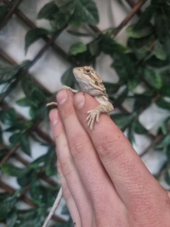 Image 6 of Lots of Bearded dragons for sale