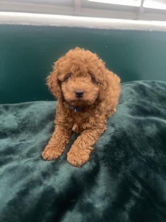 Image 11 of F1B Cockapoo puppies ready now 1 girl left