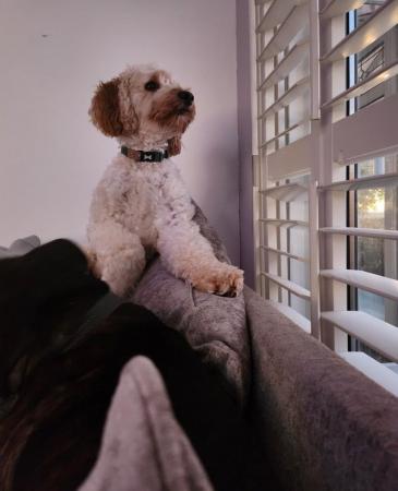Image 8 of Cockapoo male 17 months