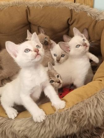 Image 6 of Phabbay Tonkinese kittens