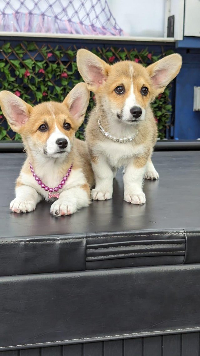 Preview of the first image of Fantastic litter Pembrokeshire Corgi Puppies available.