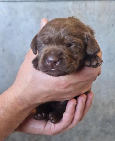 Image 7 of KC Chocolate Labrador puppies Ready October