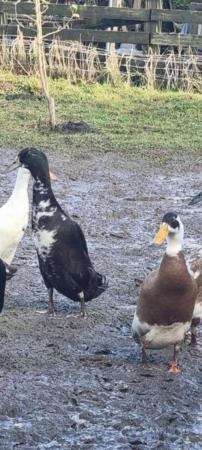 Image 2 of Beautiful Indian Runner Ducks for Sale Drakes