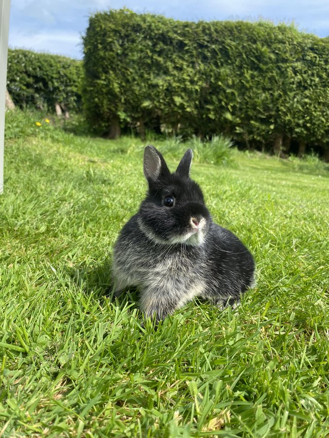 Preview of the first image of beautiful pure Netherland dwarf.