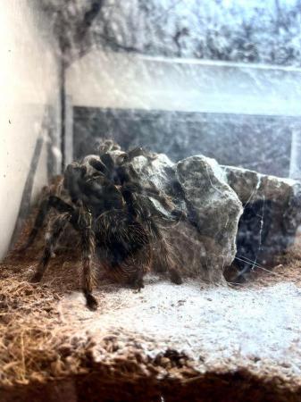 Image 5 of Adult Mexican Red Rump Tarantula for sale