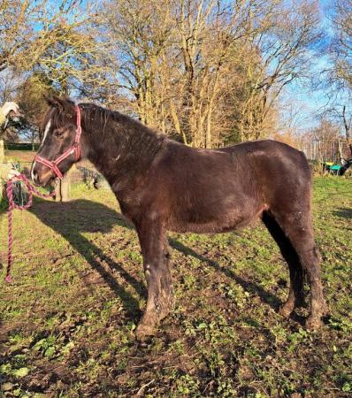 Image 2 of 12.2hhreg New Forest 2 year old gelding for loan
