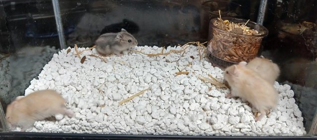 Image 5 of Baby Campbells Dwarf Hamsters , Different colours