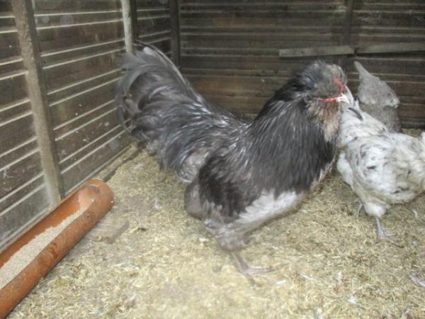 Image 5 of Blue Hatching Eggs from Show Quality Large Araucana