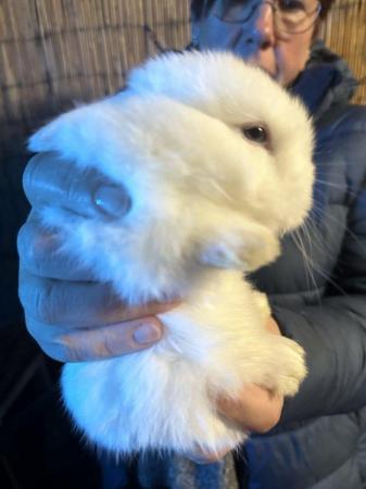 Image 4 of Two white mini lop bunnies both boys