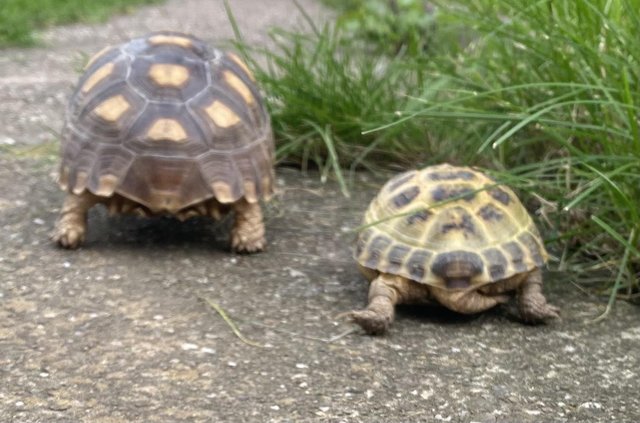Image 2 of Sulcata Tortoise and a Horsefield tortoise