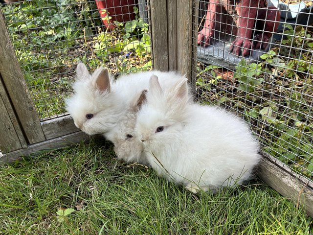 Last little boy lionhead baby — photo 2 of 4