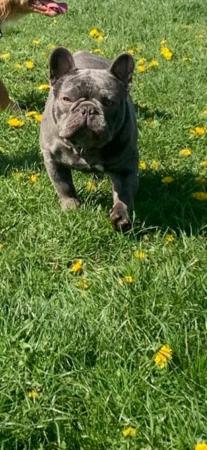 Image 8 of MAVERICK solid lilac a/a health tested french bulldog stud
