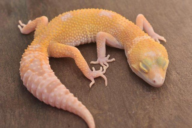 Image 4 of 2023 Leopard gecko Hatchlings available