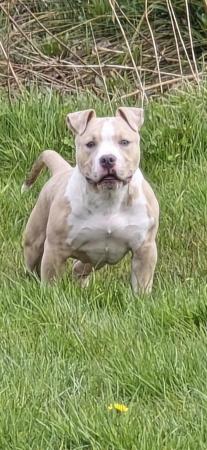 Image 3 of 6 month old male pocket bully