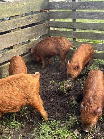 Image 3 of 5 month old Pure breed kune kune piglets