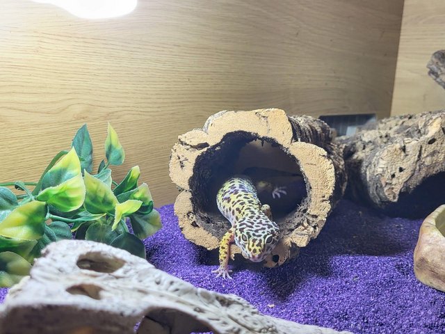 Preview of the first image of Leopard gecko and the full set up.