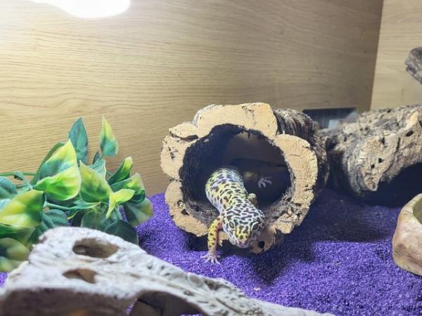 Image 1 of Leopard gecko and the full set up