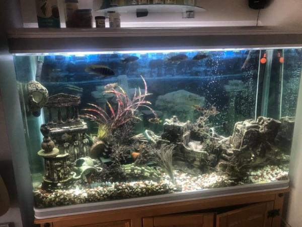 Image 1 of Fish Tank complete set up just add water