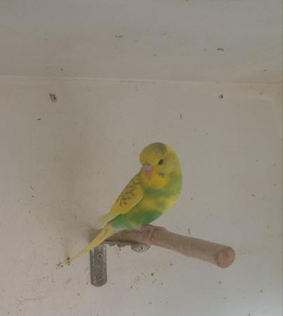 Image 4 of Baby budgies available now