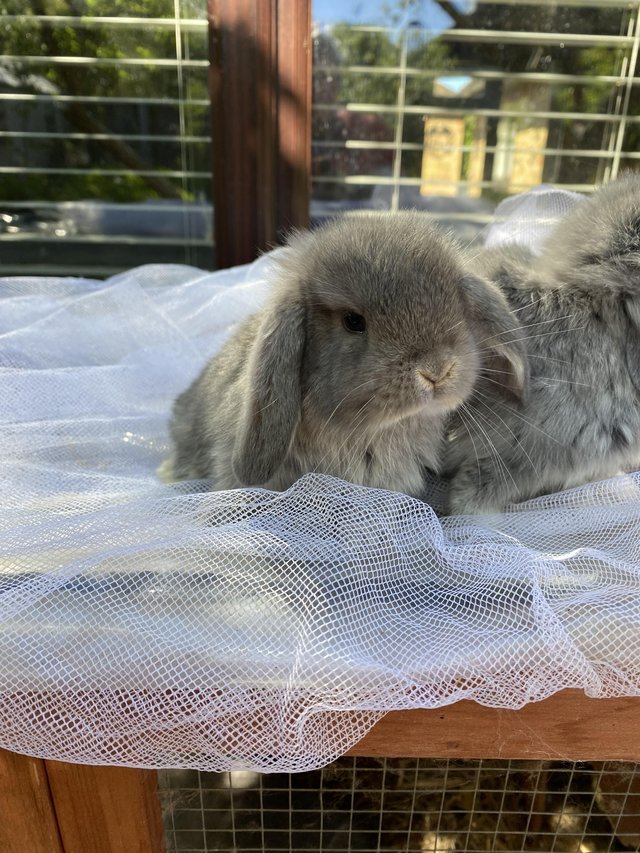 Preview of the first image of Mini lop pure bred.Mix sex’s.