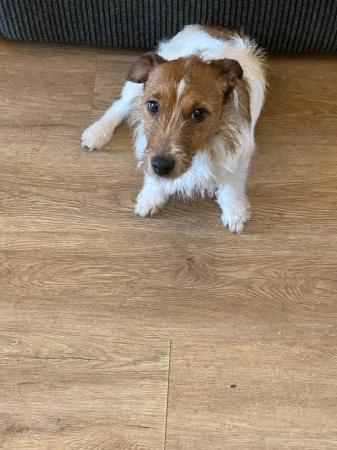 Image 1 of 3 year old Jack Russell -PLEASE READ DESCRIPTION